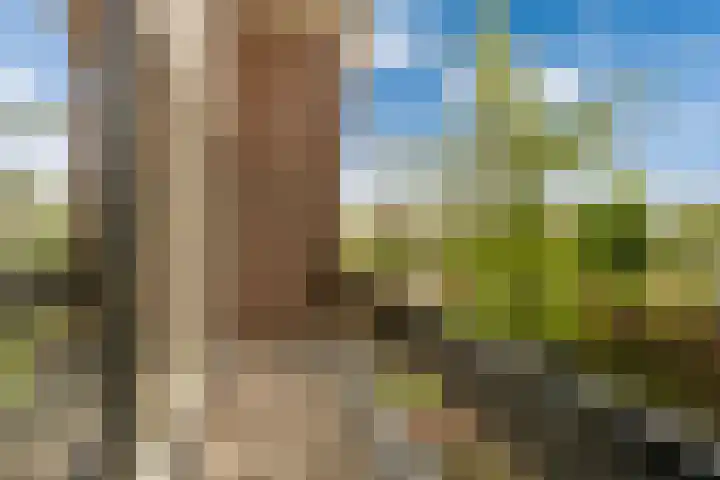 Weegbree 2 Bergambacht thumbnail 26