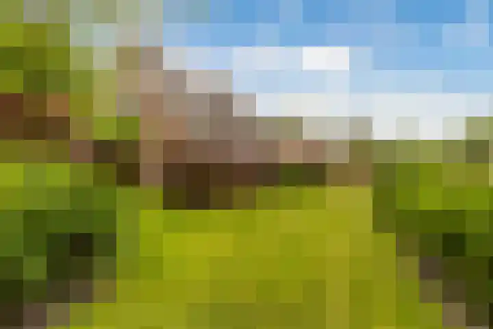 Weegbree 2 Bergambacht thumbnail 41