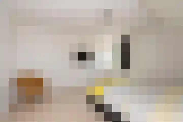Weegbree 32 Udenhout thumbnail 23