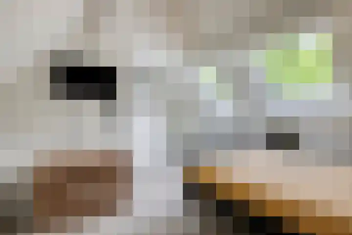 Weegbree 87 Best thumbnail 33