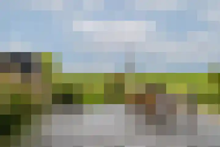 Weelsedijk 46 Strijen thumbnail 45