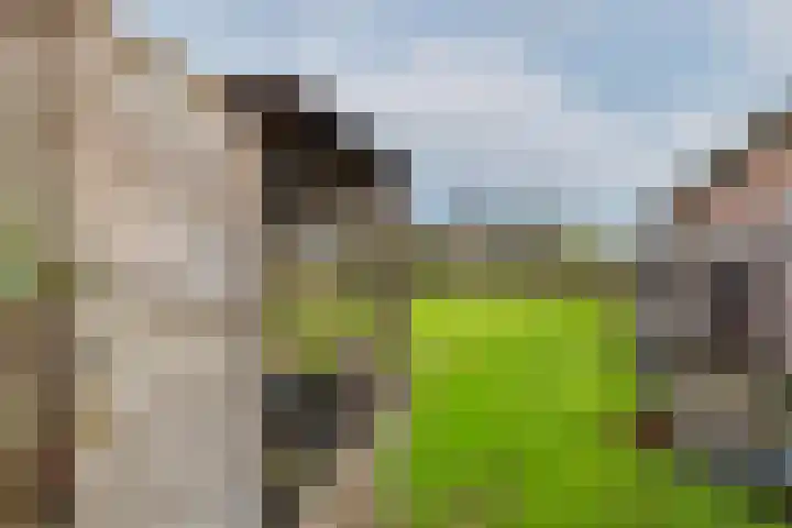 Weelsedijk 46 Strijen thumbnail 69