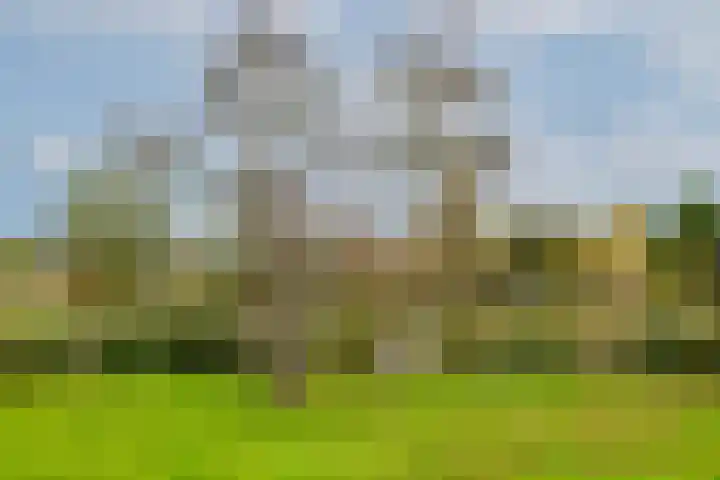 Weelsedijk 46 Strijen thumbnail 74