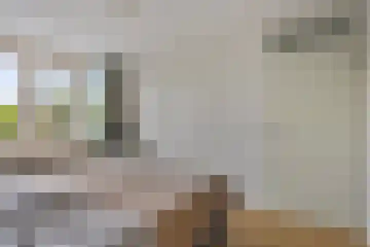 Weide 18 Stompetoren thumbnail 22