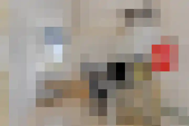 Weide 18 Stompetoren thumbnail 27