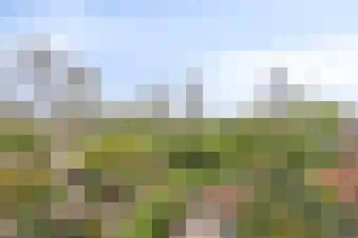 Weide 18 Stompetoren thumbnail 32