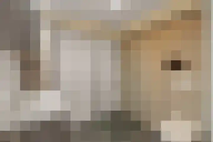 Weidezoom 14 Waddinxveen thumbnail 24
