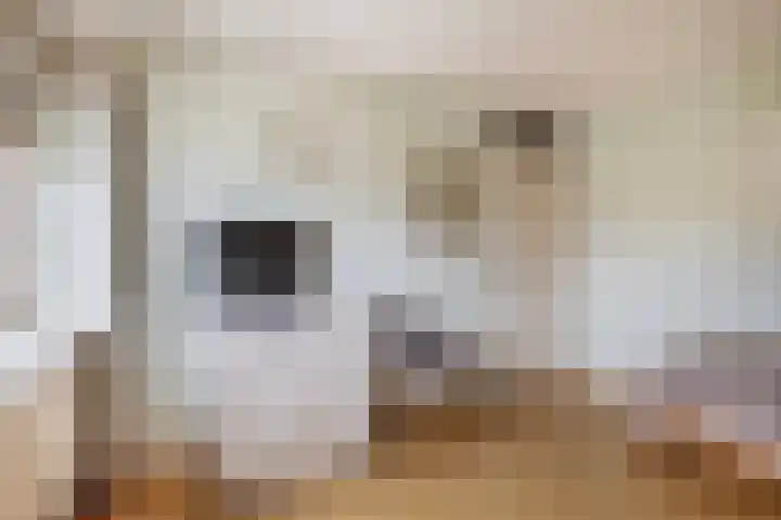 Weidezoom 51 Waddinxveen thumbnail 20