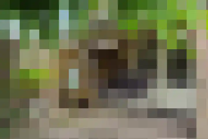 Weijer 8 Milheeze thumbnail 34