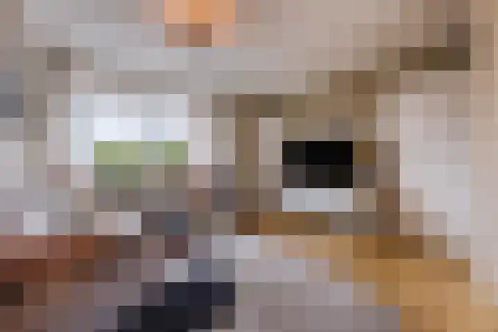 Weimerpad 3 Wernhout thumbnail 6