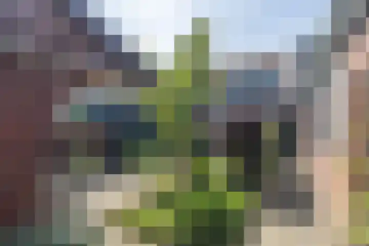 Weiver 47 Krommenie thumbnail 16