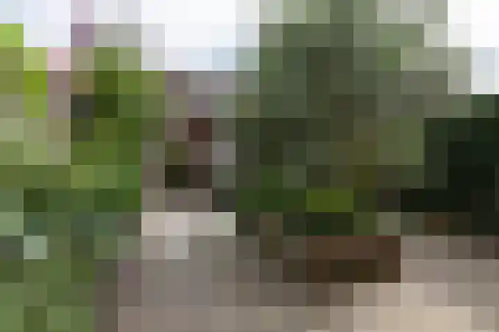 Weldadigheid 51 Tuk thumbnail 33
