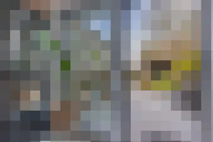 Wendakker 68 Nagele thumbnail 30