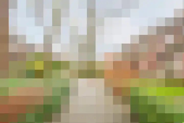 Wendelenkamp 86 Dinxperlo thumbnail 57