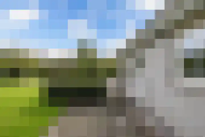 Wespendief 4 Tollebeek thumbnail 34