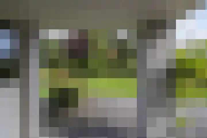 Wespendief 4 Tollebeek thumbnail 37