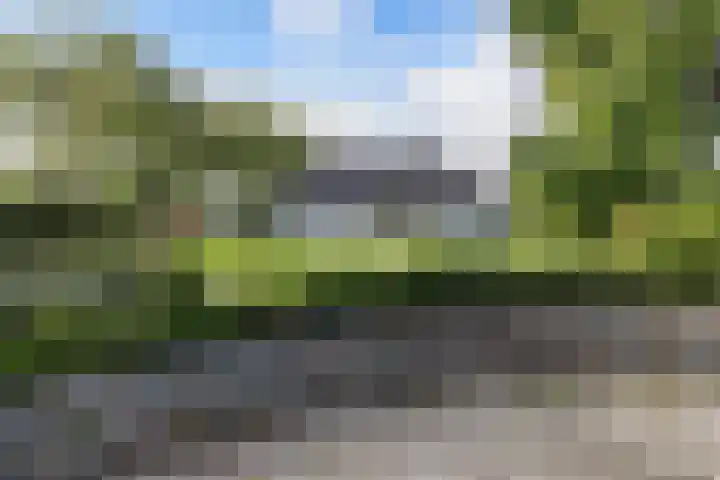 Wespendief 4 Tollebeek thumbnail 40