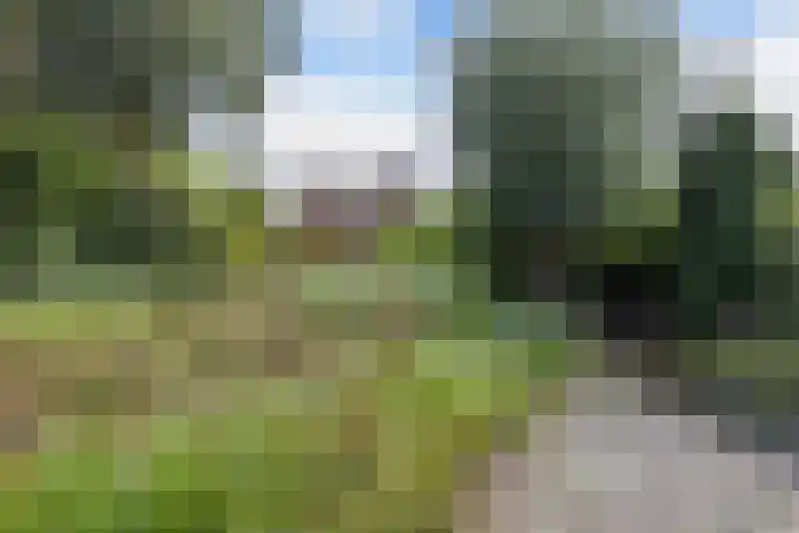Wespendief 4 Tollebeek thumbnail 42