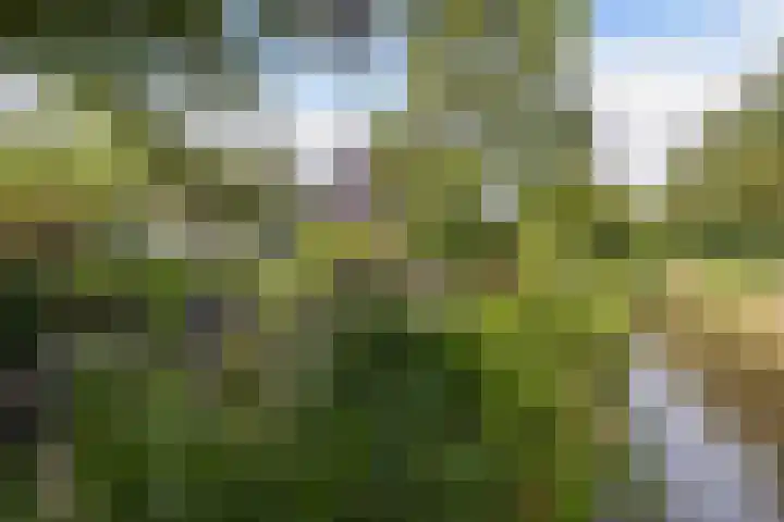 Wespendief 4 Tollebeek thumbnail 43