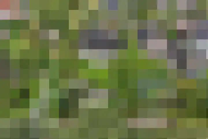 Wespendief 4 Tollebeek thumbnail 45
