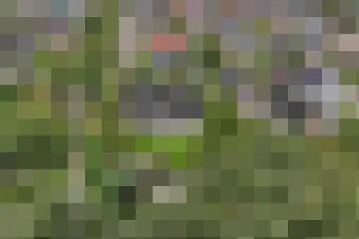 Wespendief 4 Tollebeek thumbnail 46