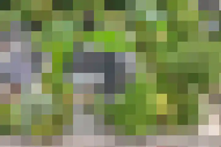 Wespendief 4 Tollebeek thumbnail 48