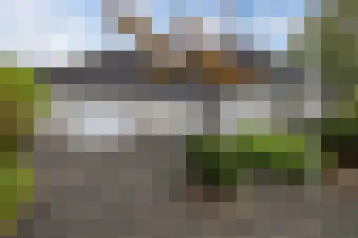 Wespendief 4 Tollebeek thumbnail 5