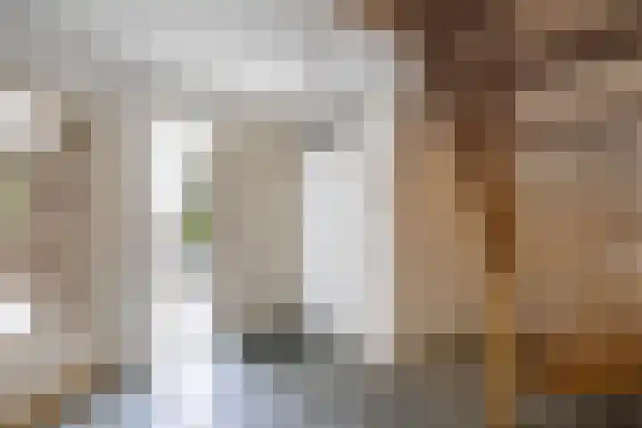 Wespendief 4 Tollebeek thumbnail 6
