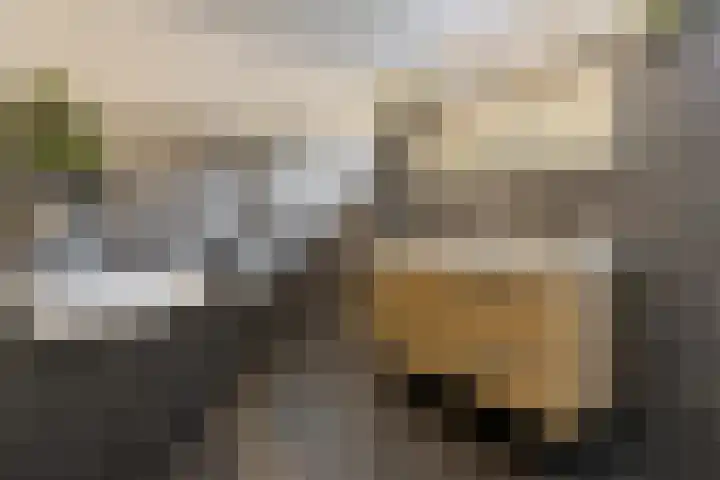 Westakker 12 Bant thumbnail 27