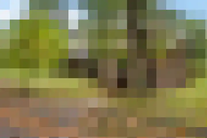Westdorperstraat 19 Borger thumbnail 6