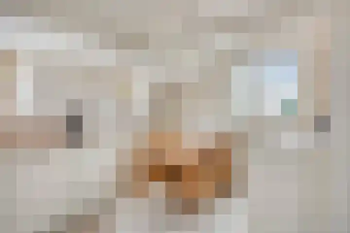 Westeinde 343 Berkhout thumbnail 48