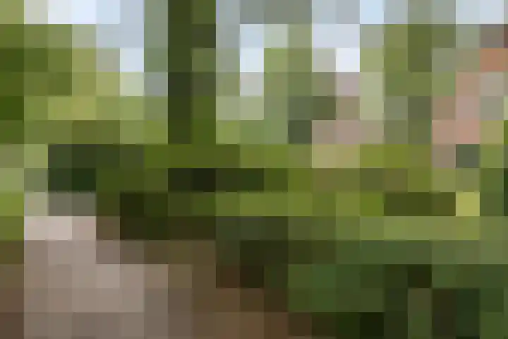 Westerse Drift 89 Haren Gn thumbnail 9