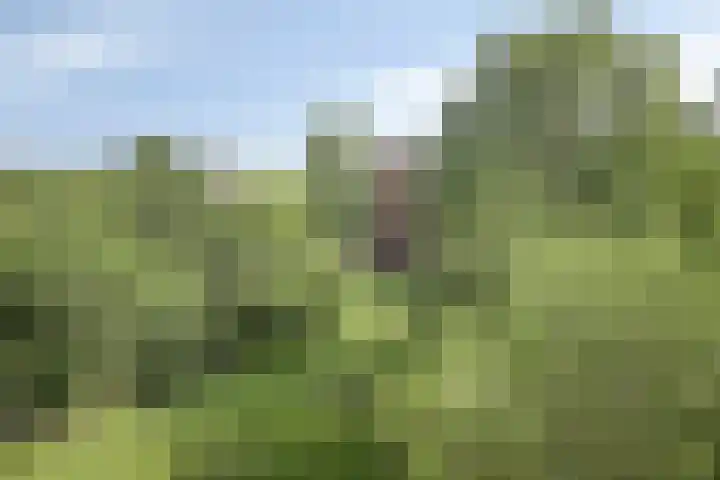 Westervenne 245 Purmerend thumbnail 39