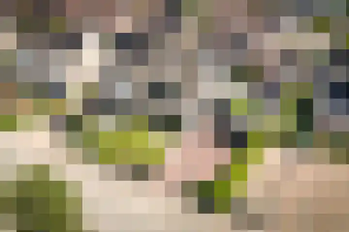 Westerwal 30 Assen thumbnail 18