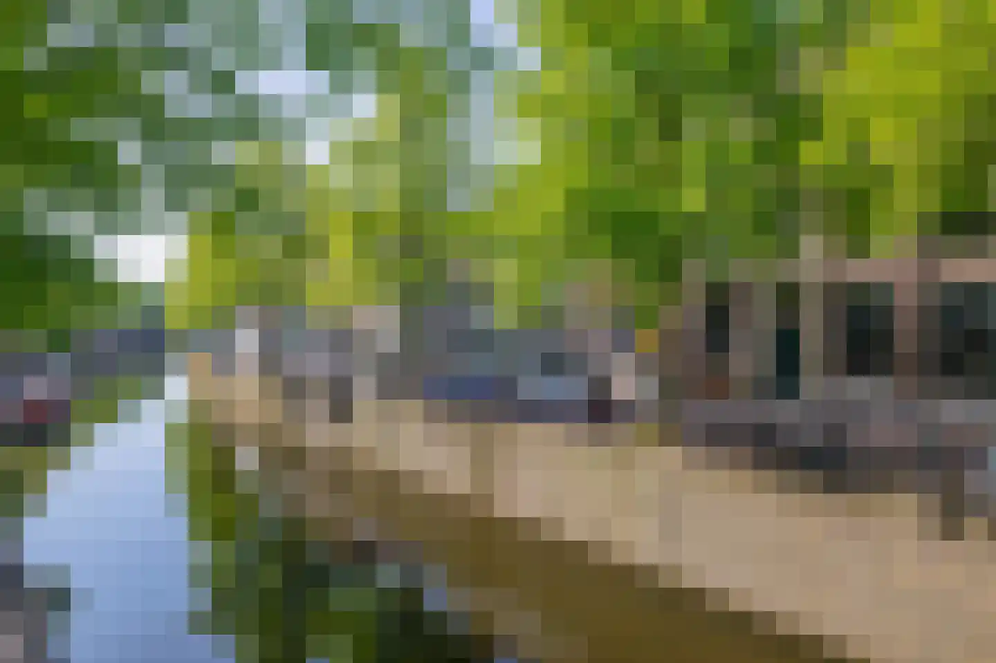 Westhaven 13 Gouda thumbnail 4