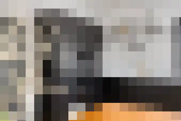Westwal 2 Goes thumbnail 12