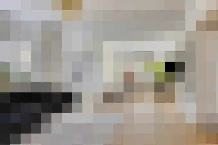 Westwal 2 Goes foto 3