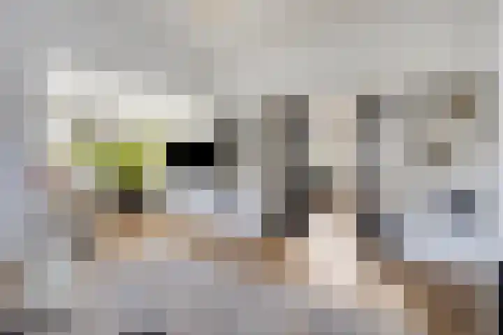 Westwal 2 Goes thumbnail 4