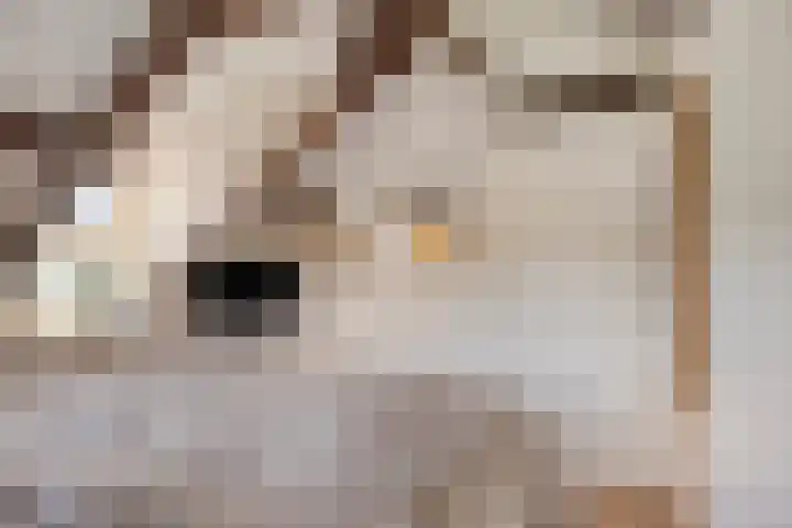 Wevelsweg 2 Simonshaven thumbnail 26