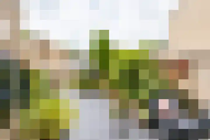Weverij 36 Gorredijk thumbnail 13