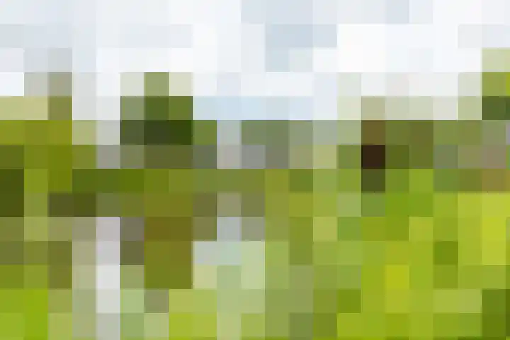 Weverij 36 Gorredijk thumbnail 17