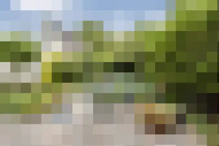 Wezenland 148 Wormer thumbnail 12