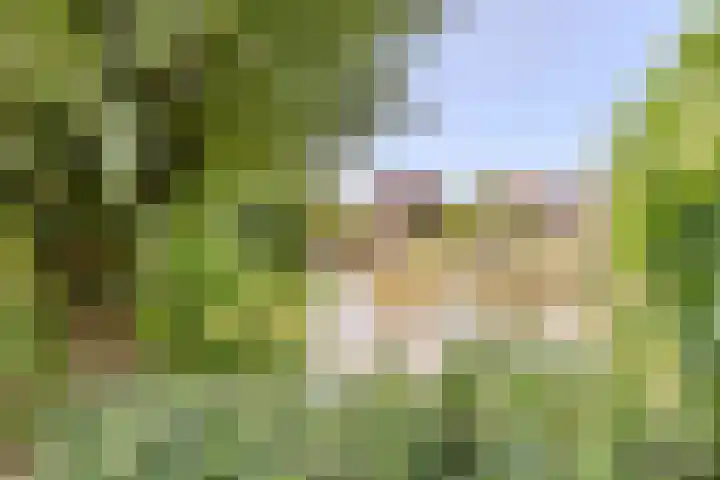 Wieken 65 Avenhorn thumbnail 44