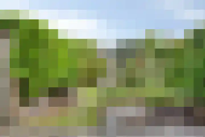 Wielsloot 3 Koedijk thumbnail 20
