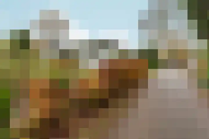 Wighenerhorst 96 Wijchen thumbnail 5