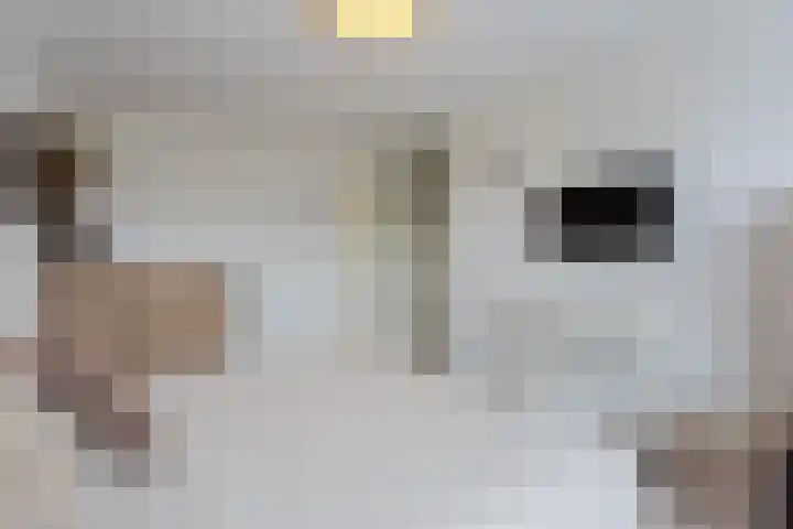Wijenburg 27 Eindhoven thumbnail 21
