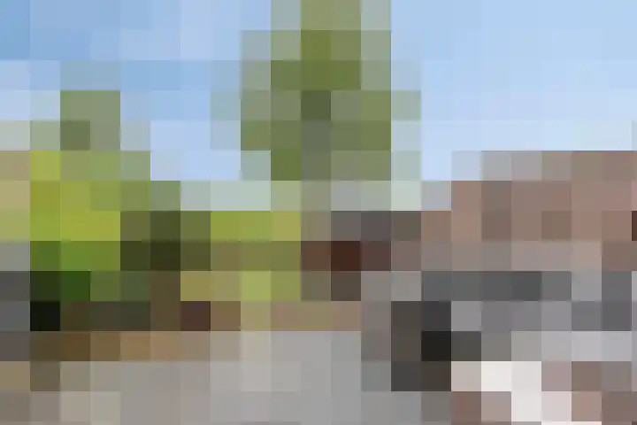 Wijnverlater 61 Dronten thumbnail 31