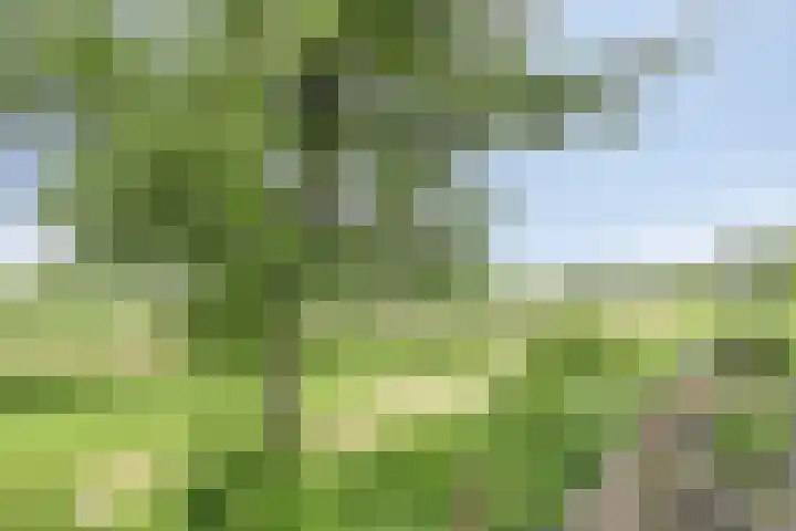 Wijnverlater 61 Dronten thumbnail 35