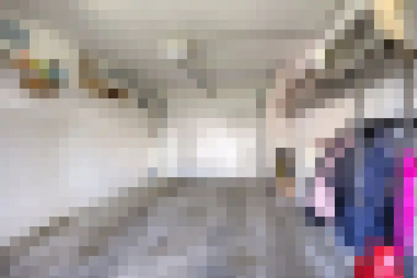 Wijst 22 Gemert thumbnail 17
