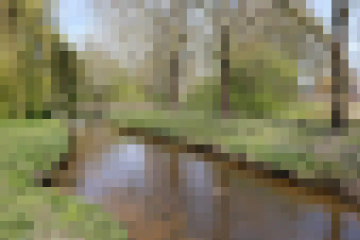 Wijst 22 Gemert foto 3